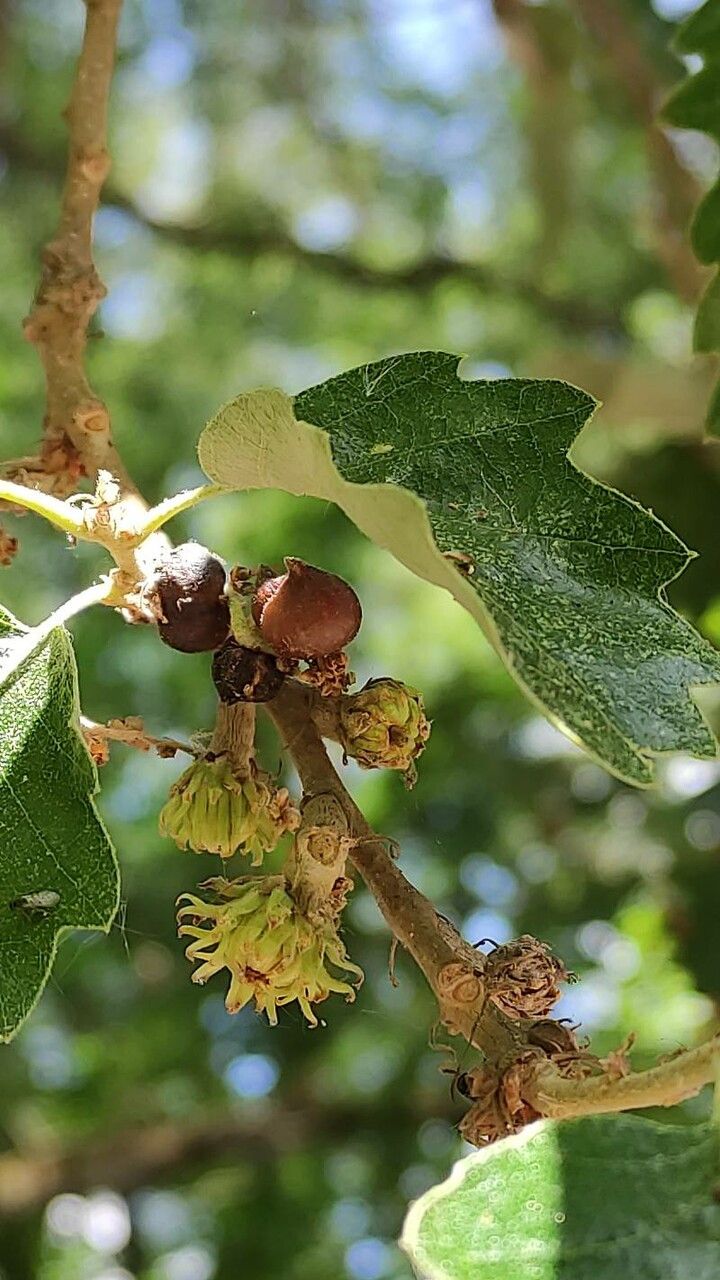 Quercus afares fruit