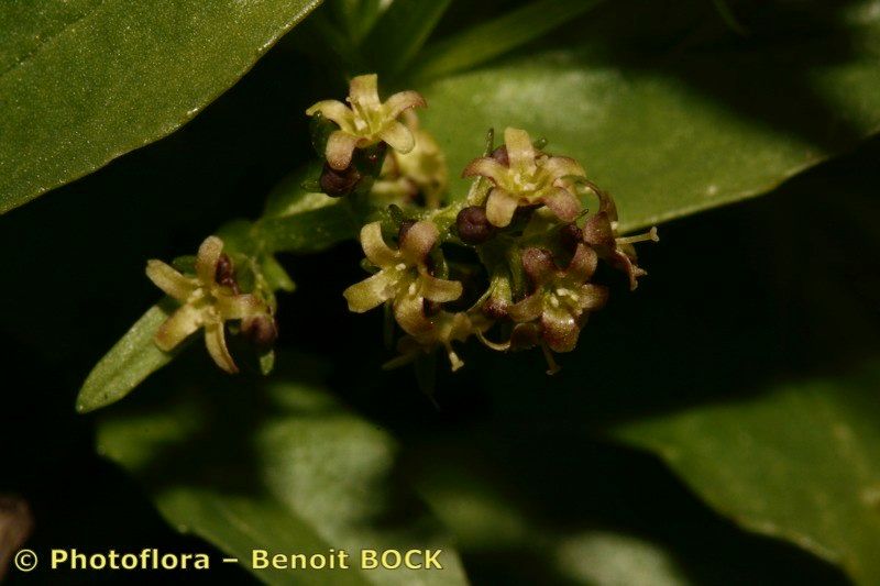 Valeriana elongata fruit