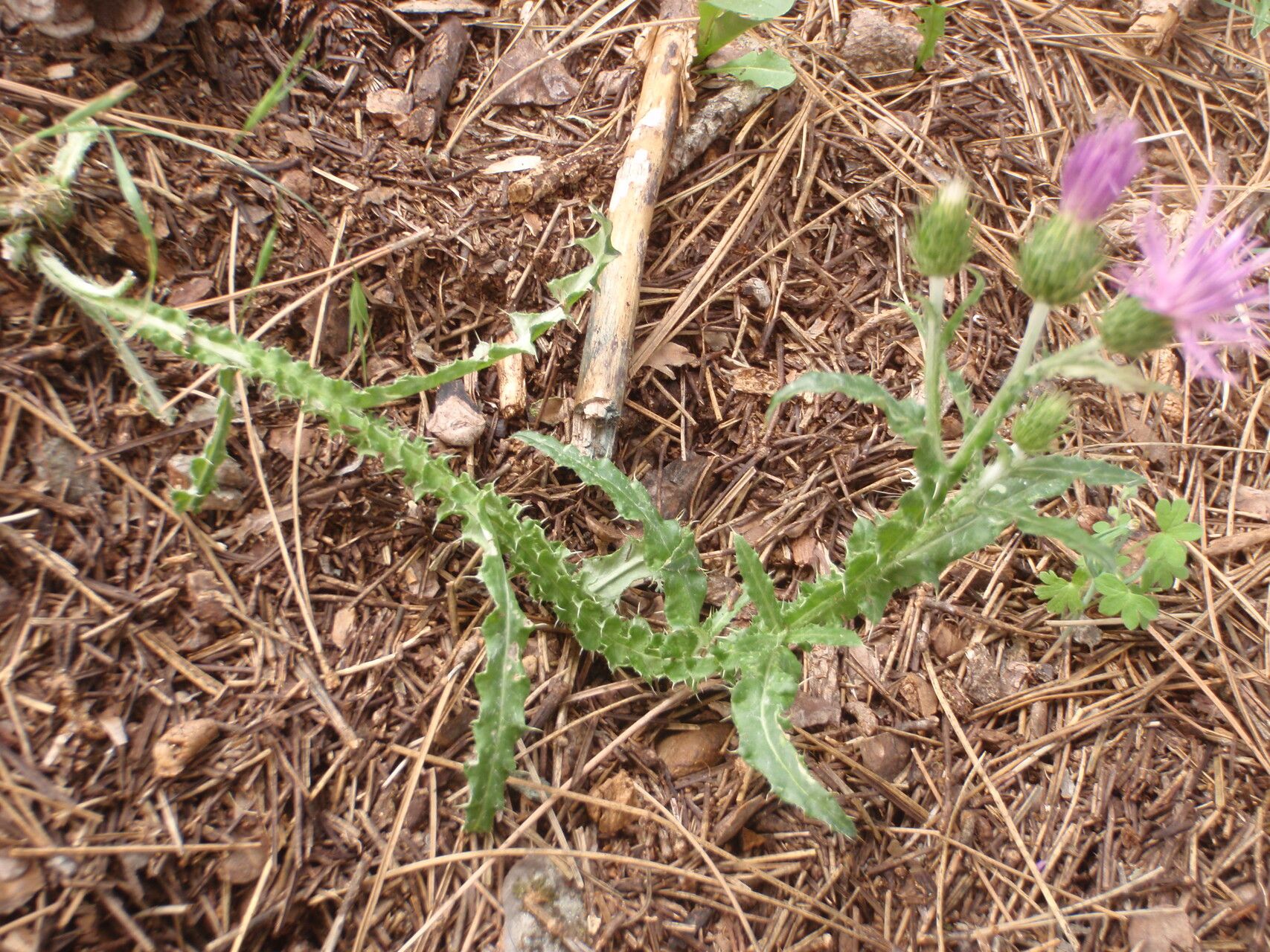 Carduus argentatus habit