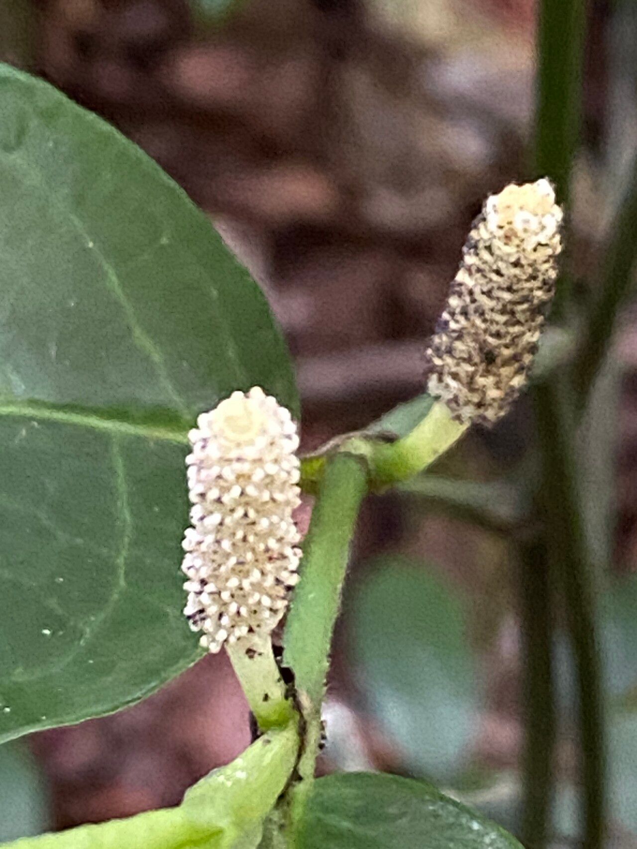 Piper anonifolium flower