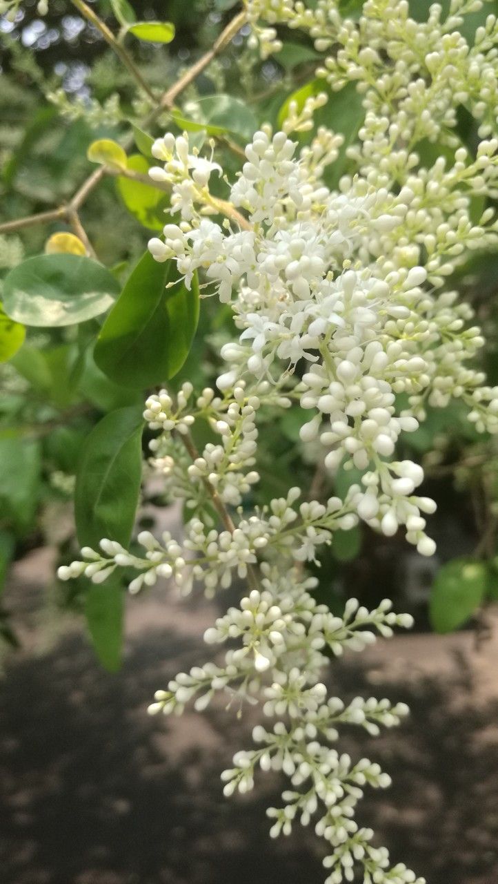 Ligustrum quihoui flower
