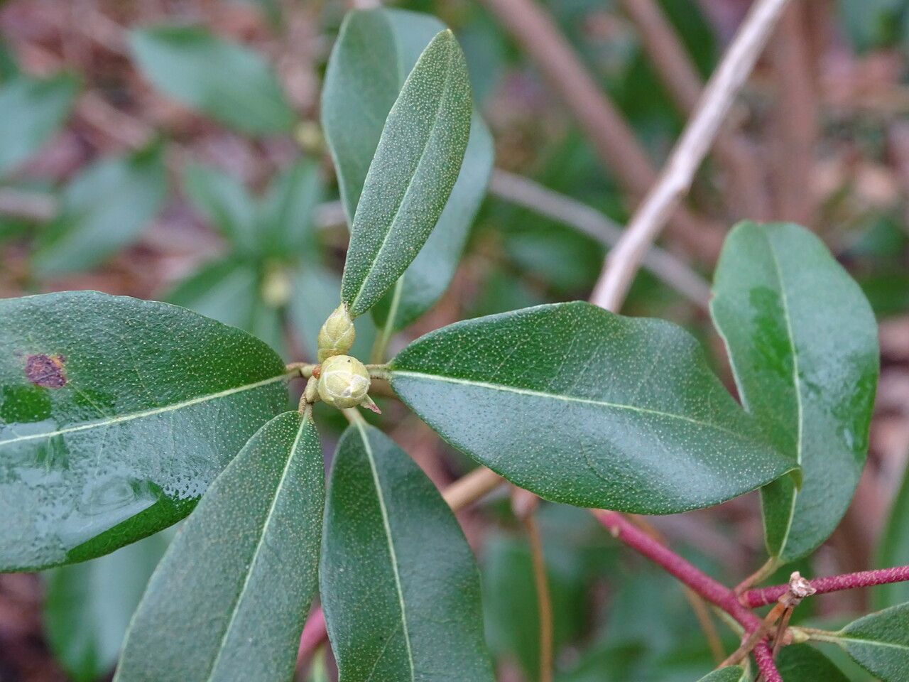 Rhododendron tatsienense flower