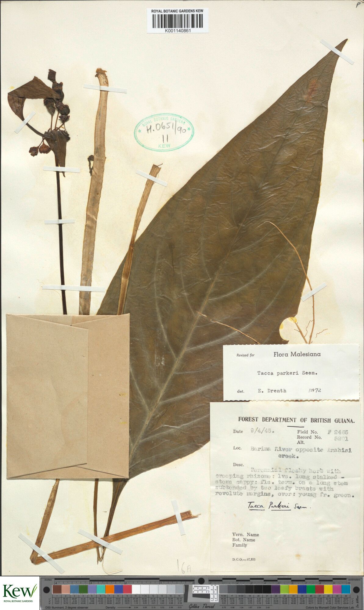 Tacca parkeri — search result for 'Tacca'