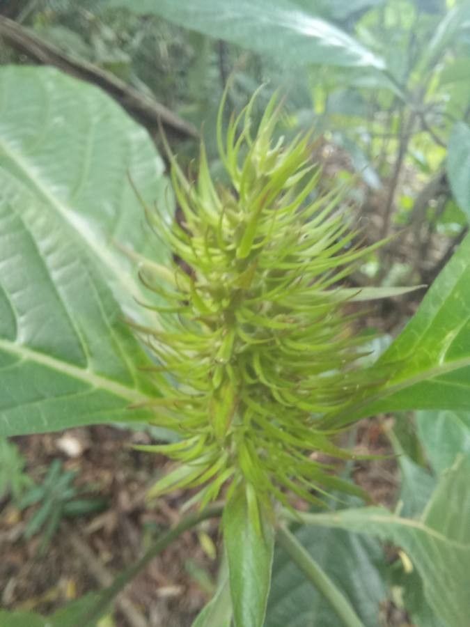 Justicia aurea flower