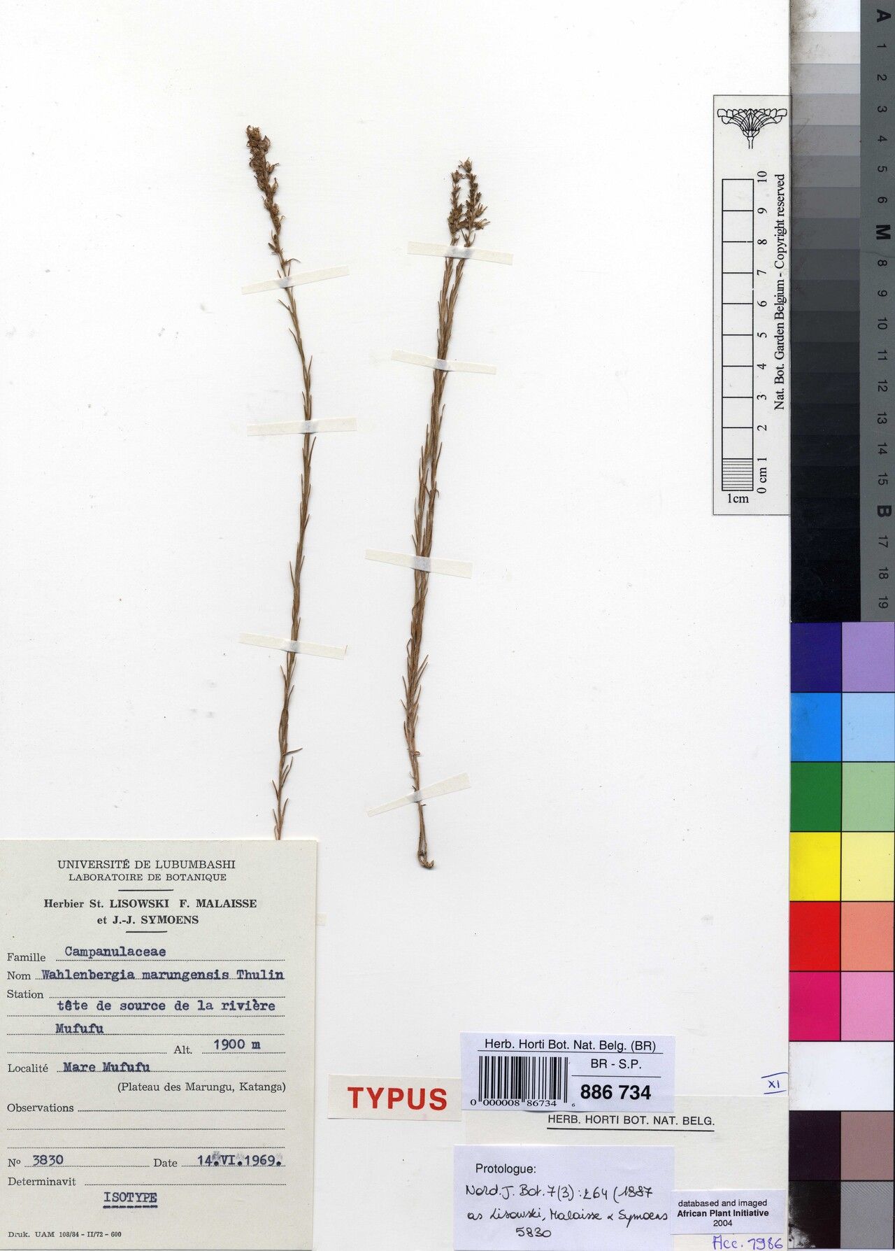 Wahlenbergia marunguensis — houseplant care guide