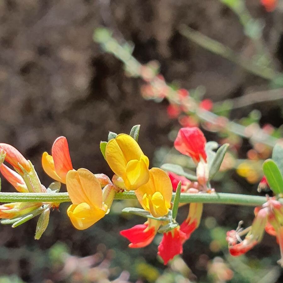 Lotus scoparius — search result for 'Lotus'