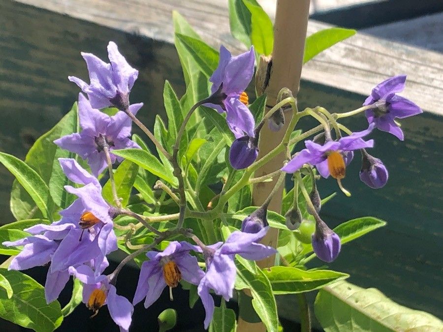 Solanum crispum flower