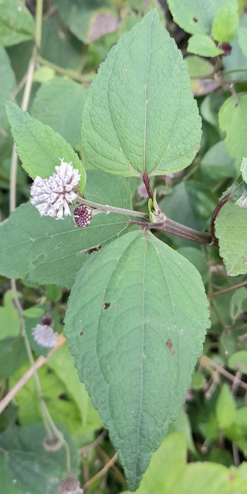 Melanthera nivea — houseplant care guide