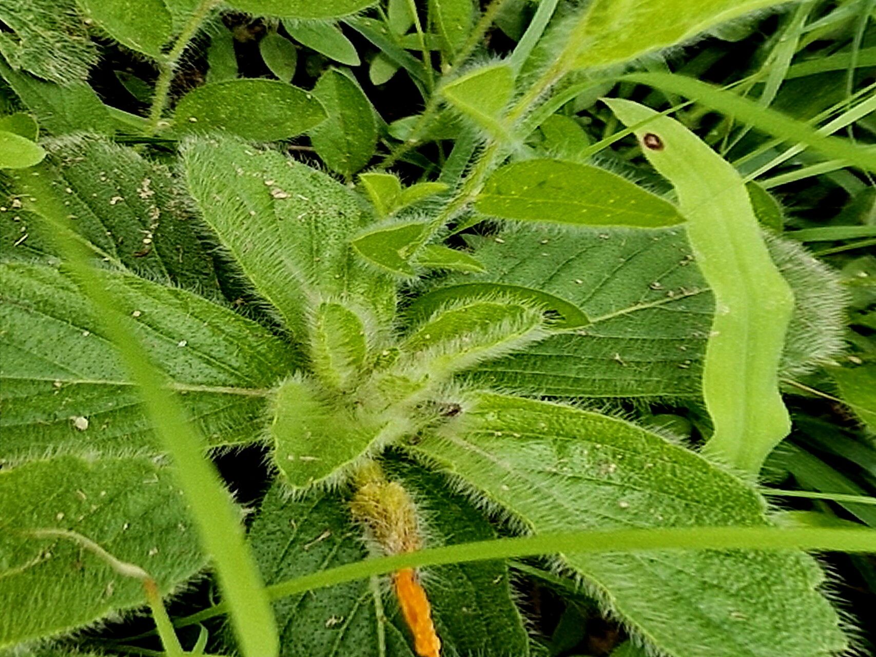 Turnera callosa — related species from the same genus