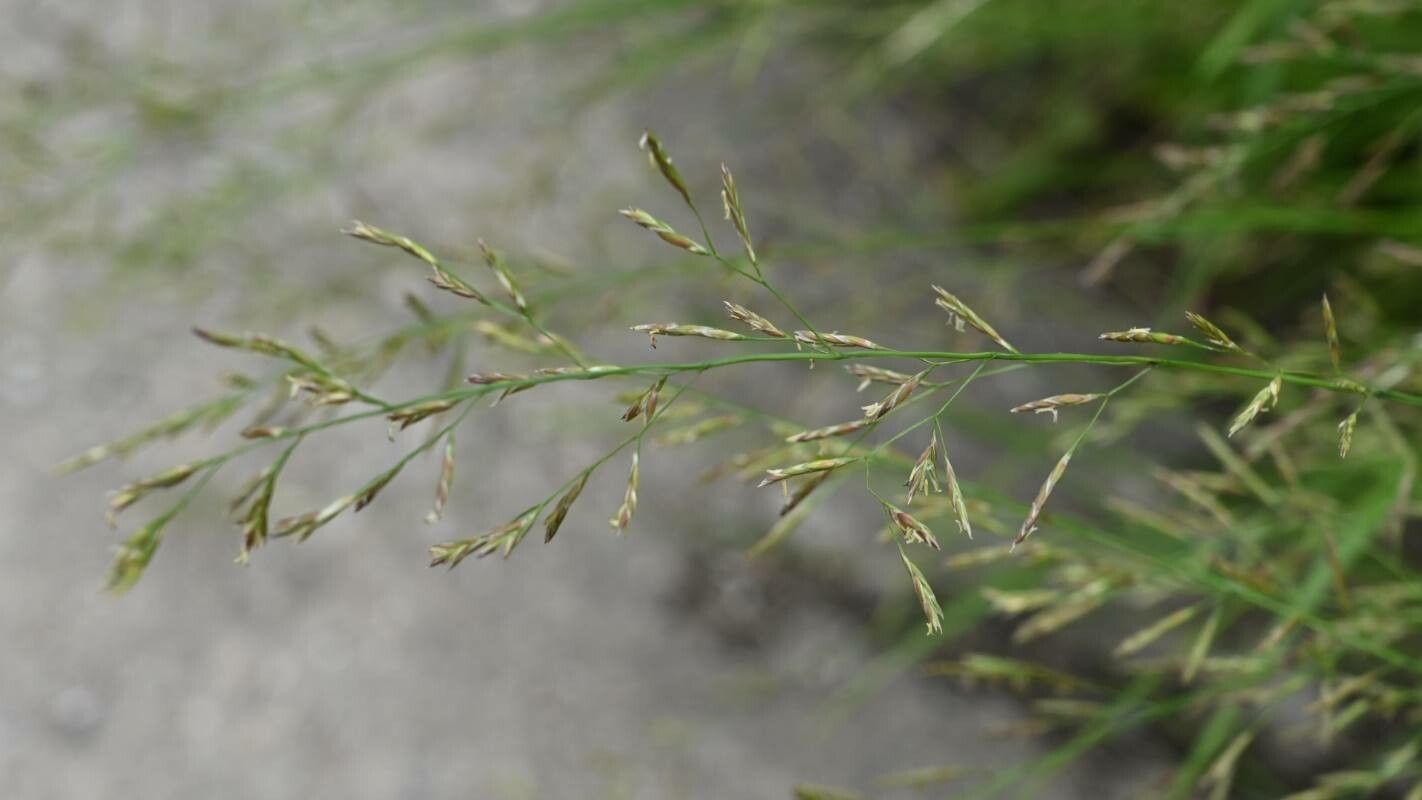 Puccinellia distans flower
