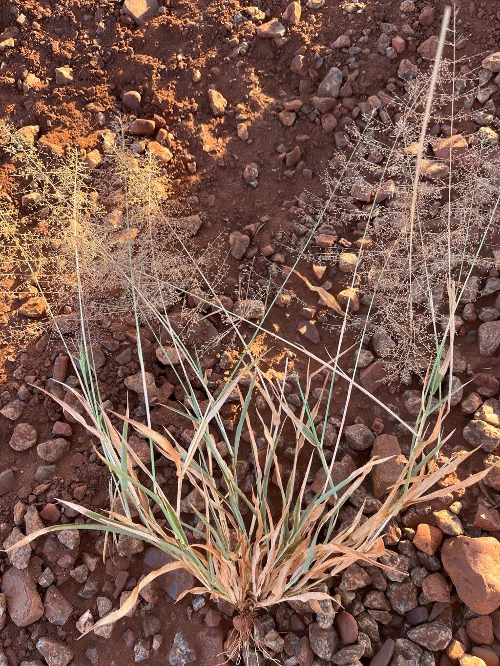 Sporobolus caroli — houseplant care guide