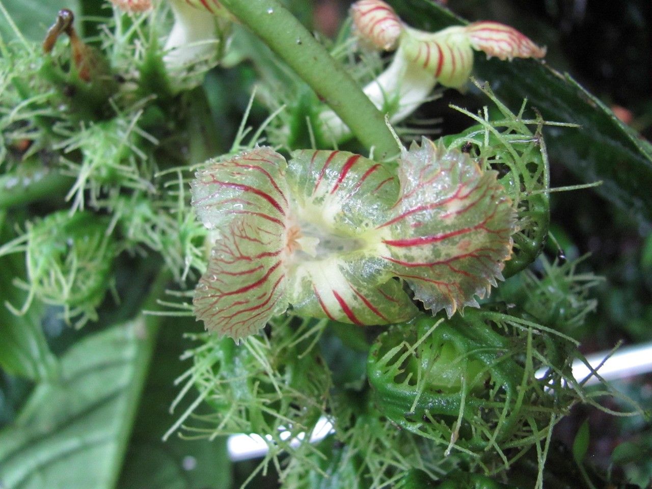 Drymonia fimbriata flower