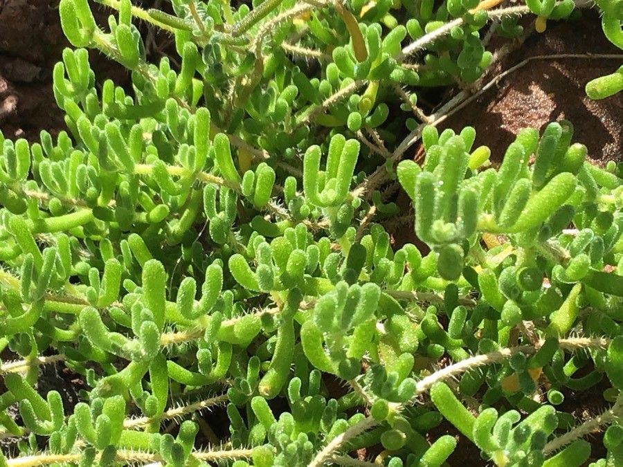 Petrosedum montanum leaf