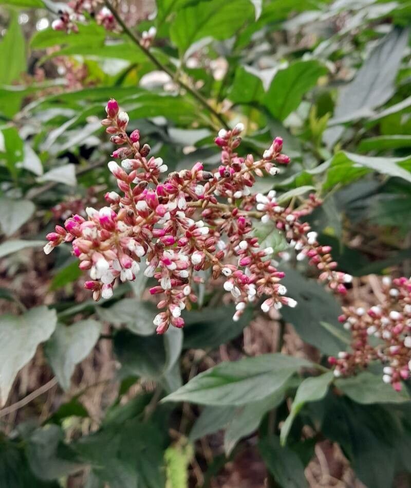Chamissoa altissima fruit