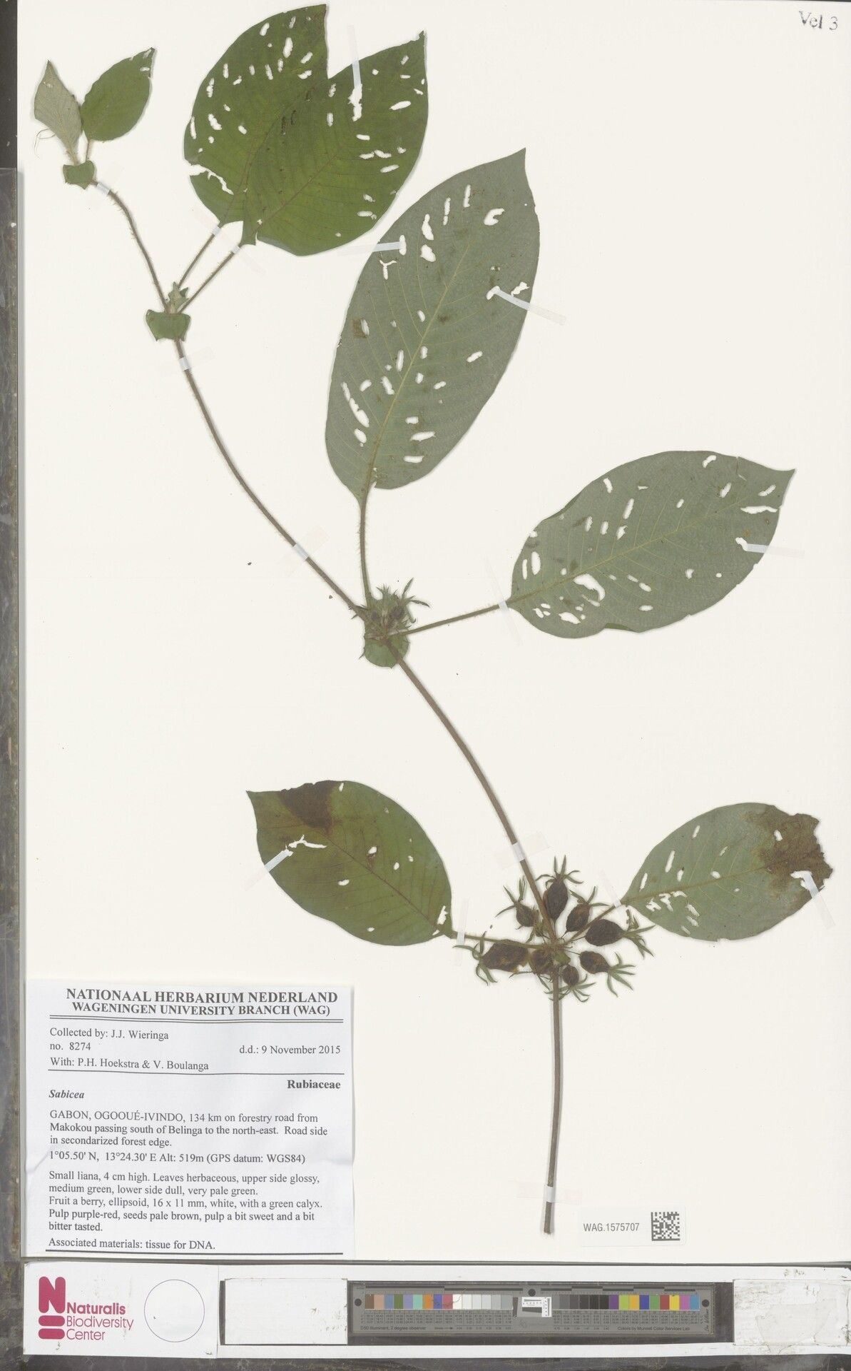 Sabicea mollis — houseplant care guide