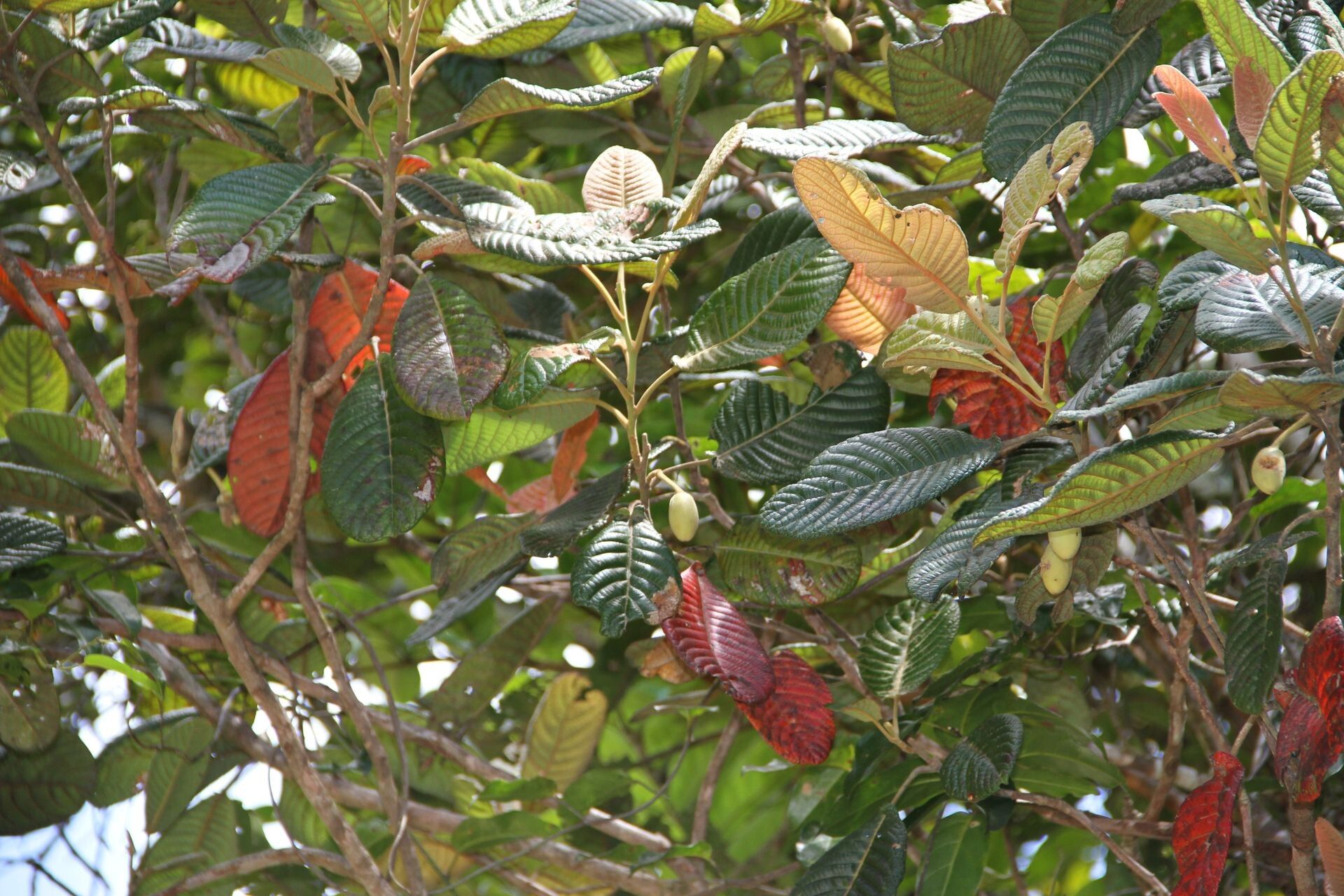 Elaeocarpus geminiflorus fruit