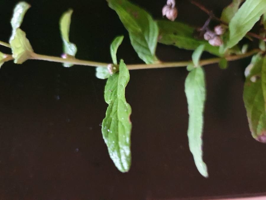 Gutenbergia cordifolia leaf