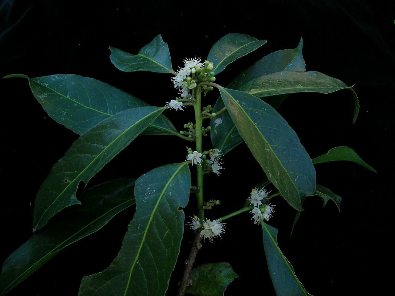 Symplocos theifolia habit