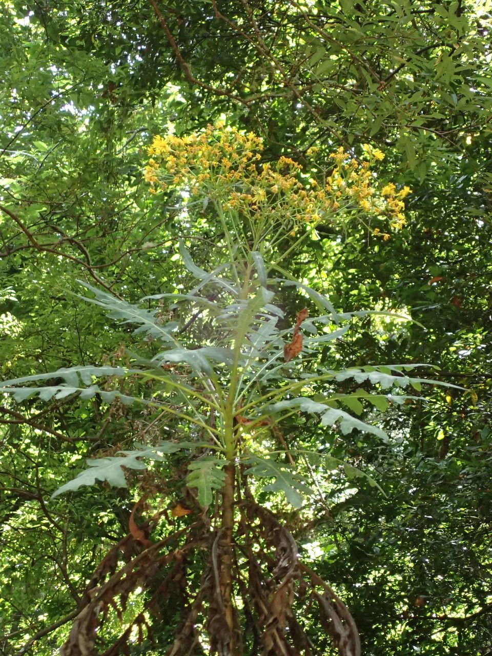 Sonchus palmensis habit