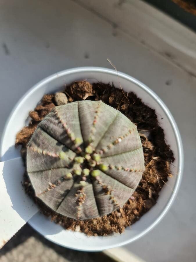 Euphorbia obesa fruit