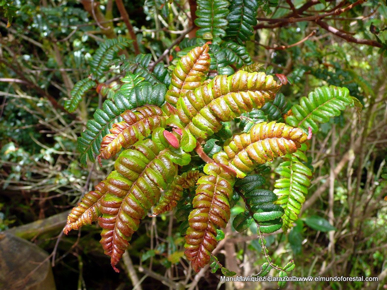 Weinmannia vulcanicola — houseplant care guide