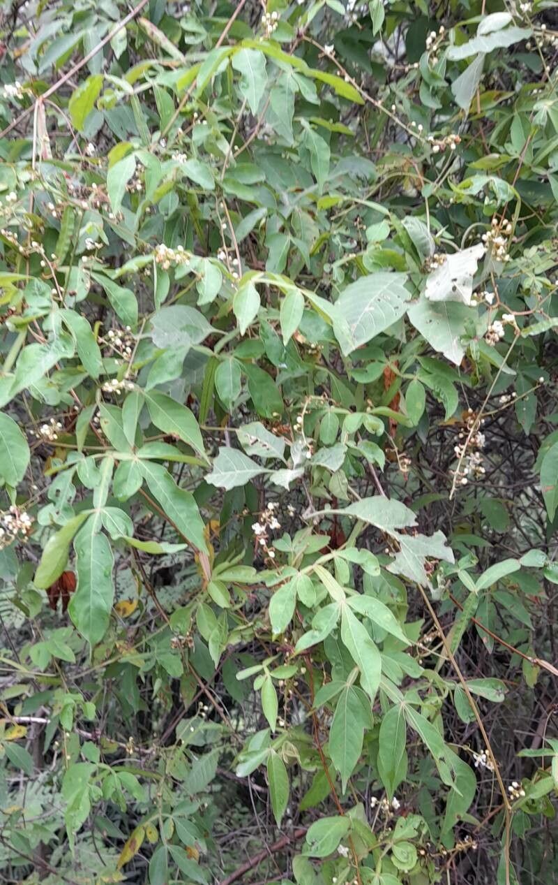 Serjania marginata habit