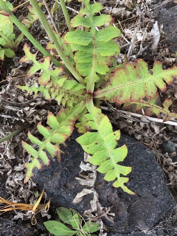 Sonchus fauces-orci — search result for 'Sonchus'