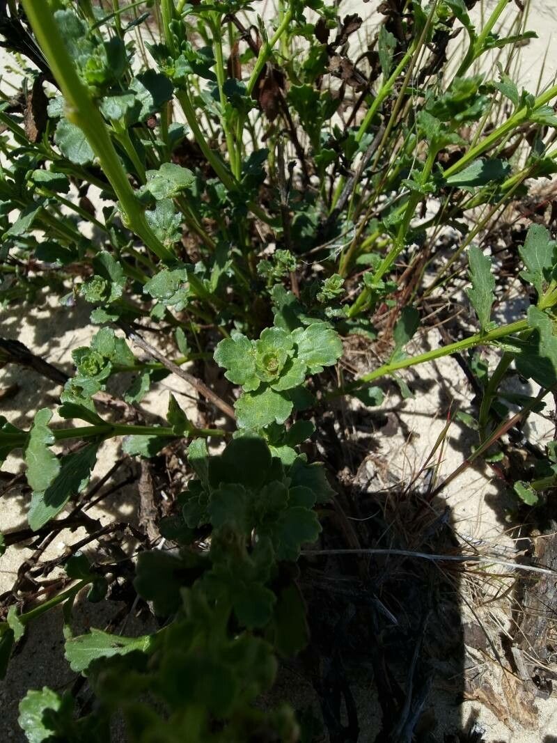 Scrophularia frutescens — search result for 'Scrophularia'