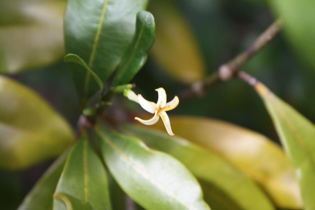 Ochrosia bodenheimarum — related species from the same genus
