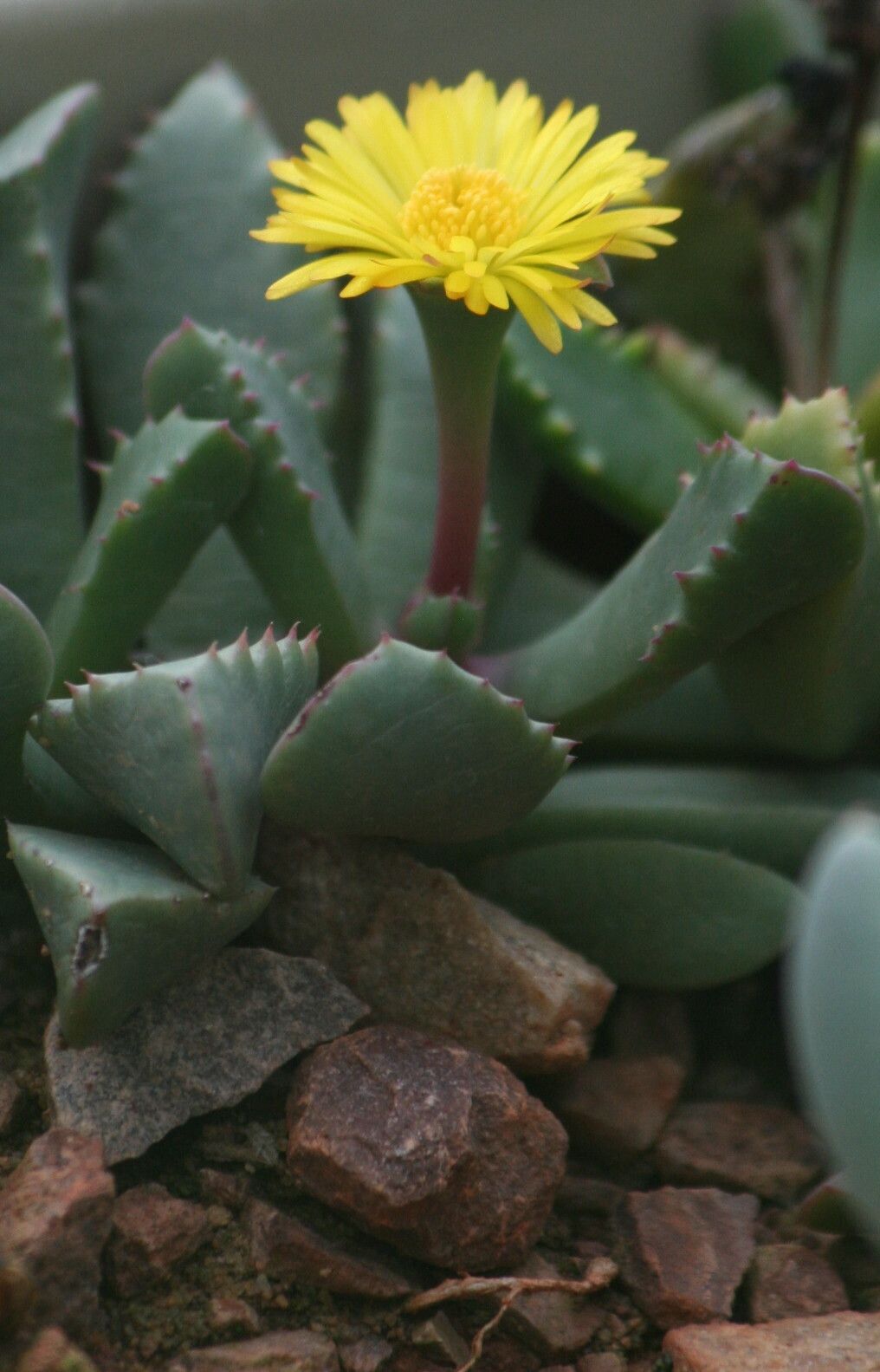 Carruanthus ringens flower