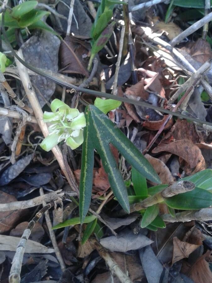 Passiflora spp. — houseplant care guide