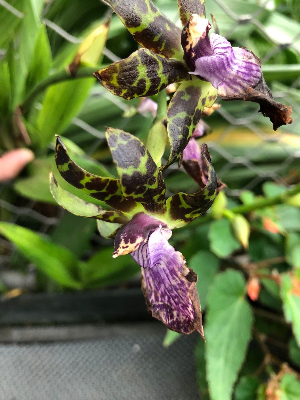 Zygopetalum maculatum flower