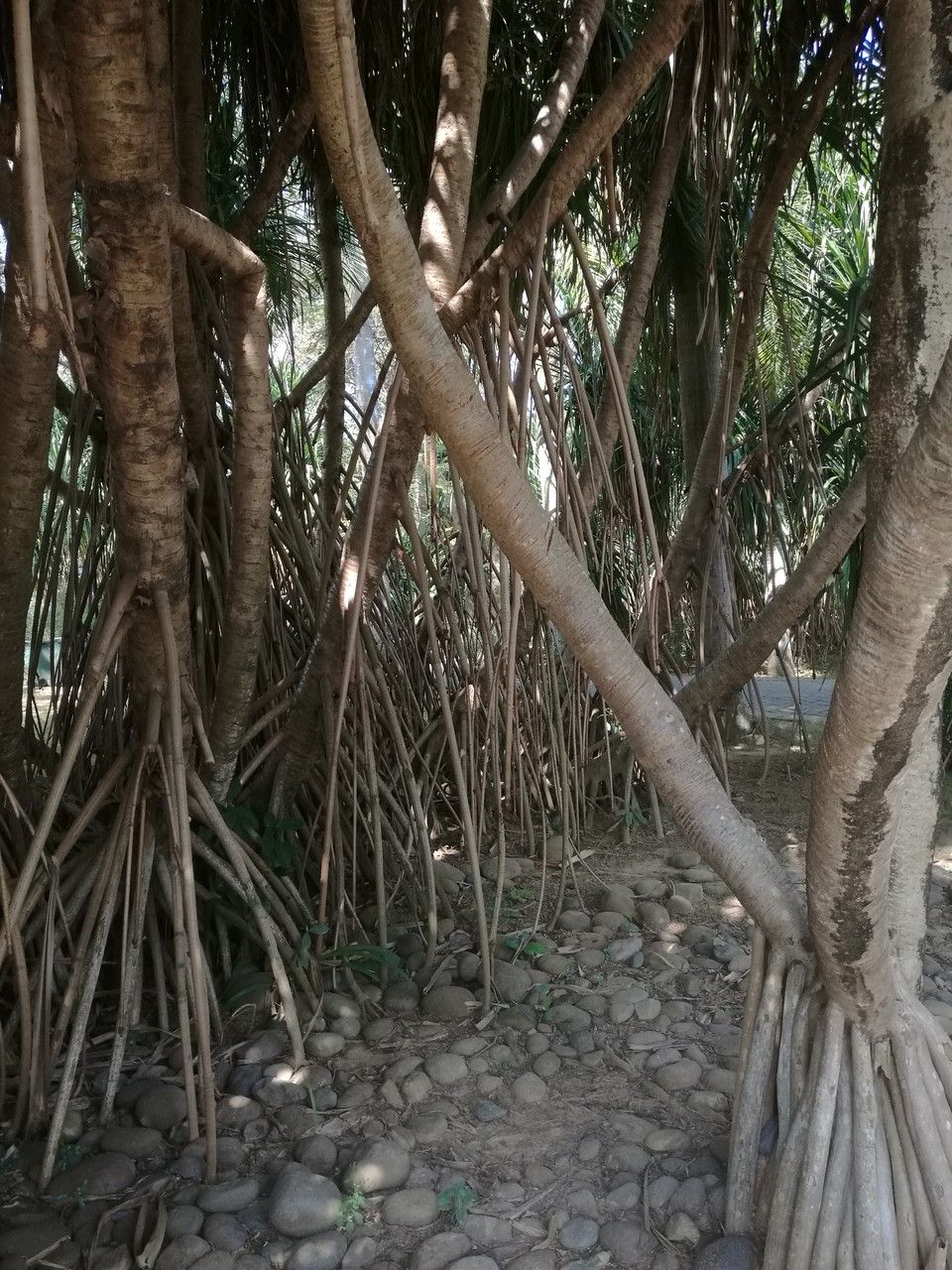 Pandanus furcatus bark