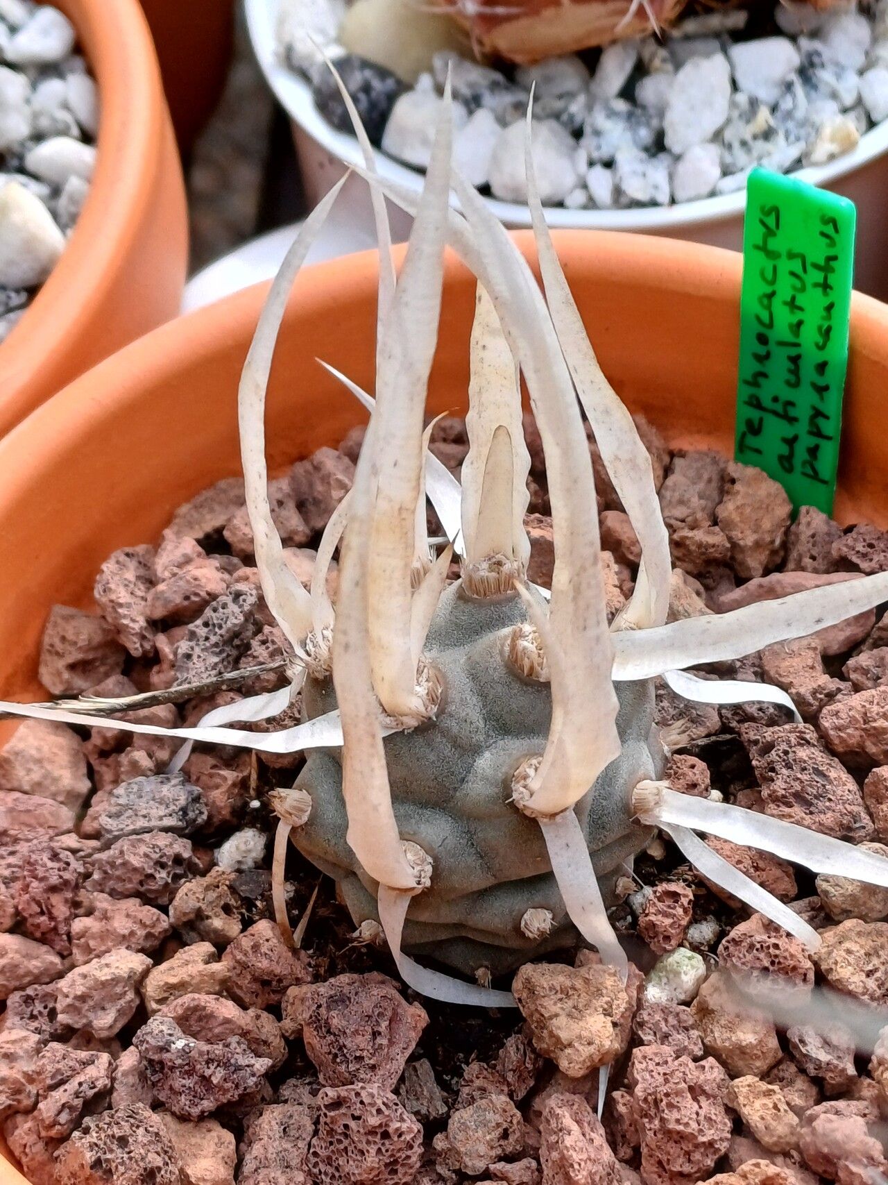 Tephrocactus articulatus bark