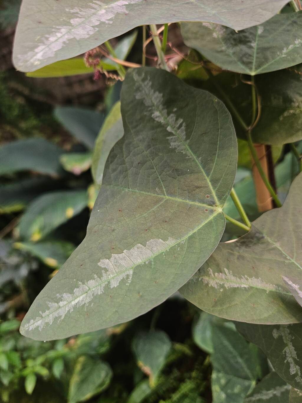 Passiflora punctata — houseplant care guide