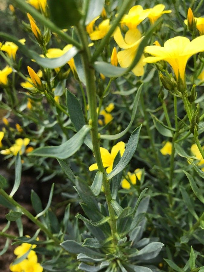 Linum arboreum