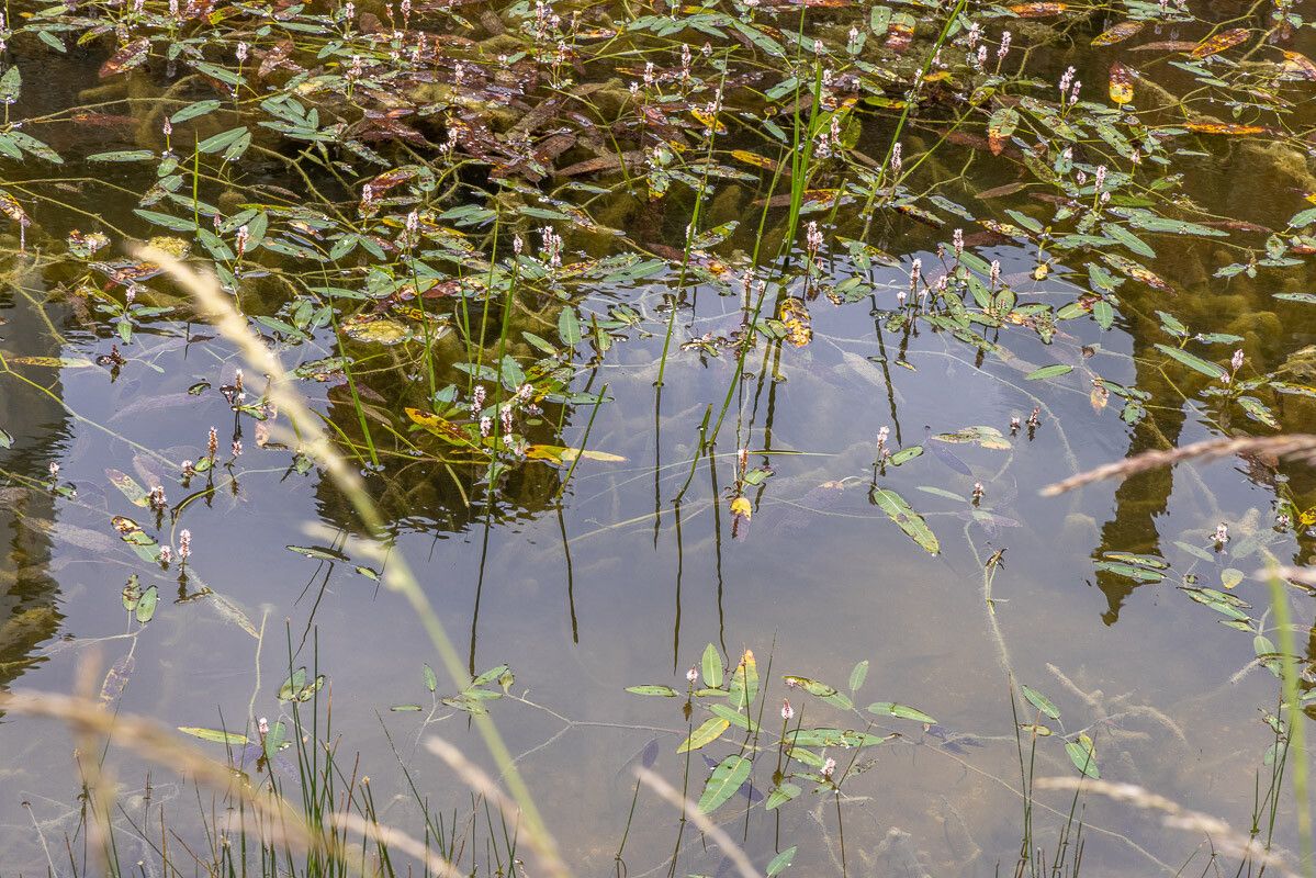 Persicaria amphibia leaf