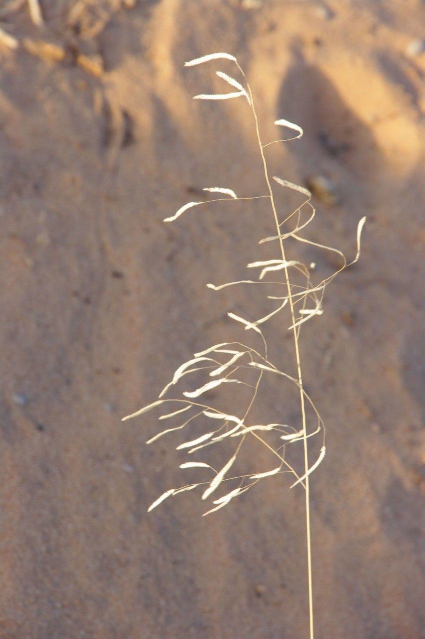 Eragrostis multiflora habit