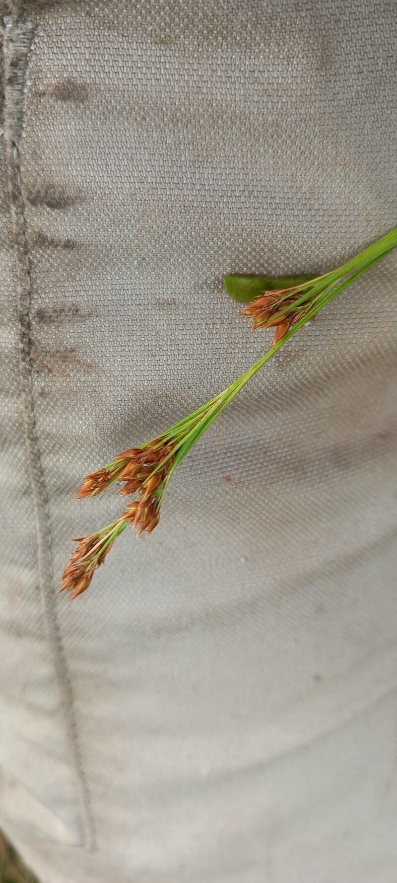 Rhynchospora rugosa flower