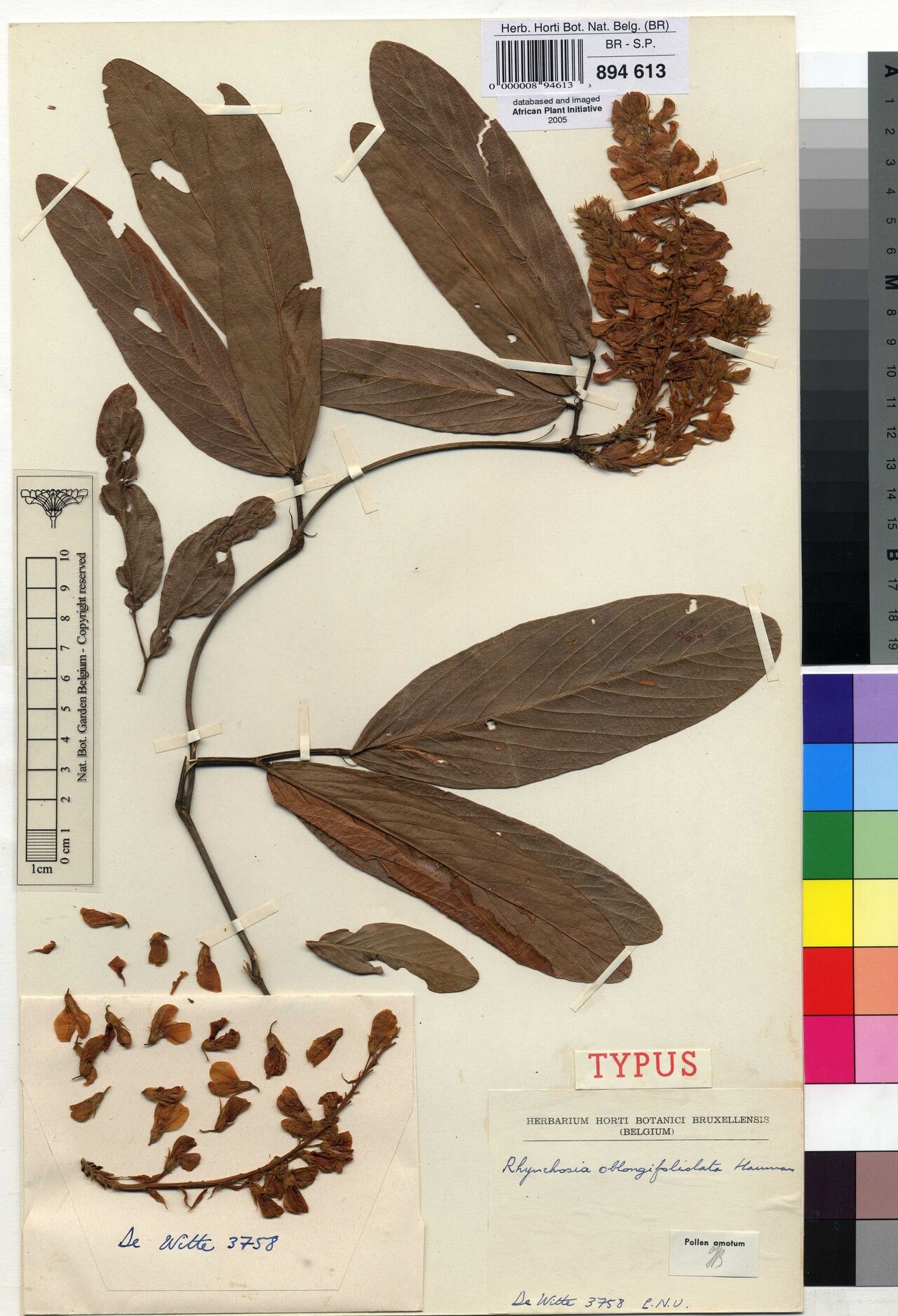 Rhynchosia oblongifoliolata — houseplant care guide
