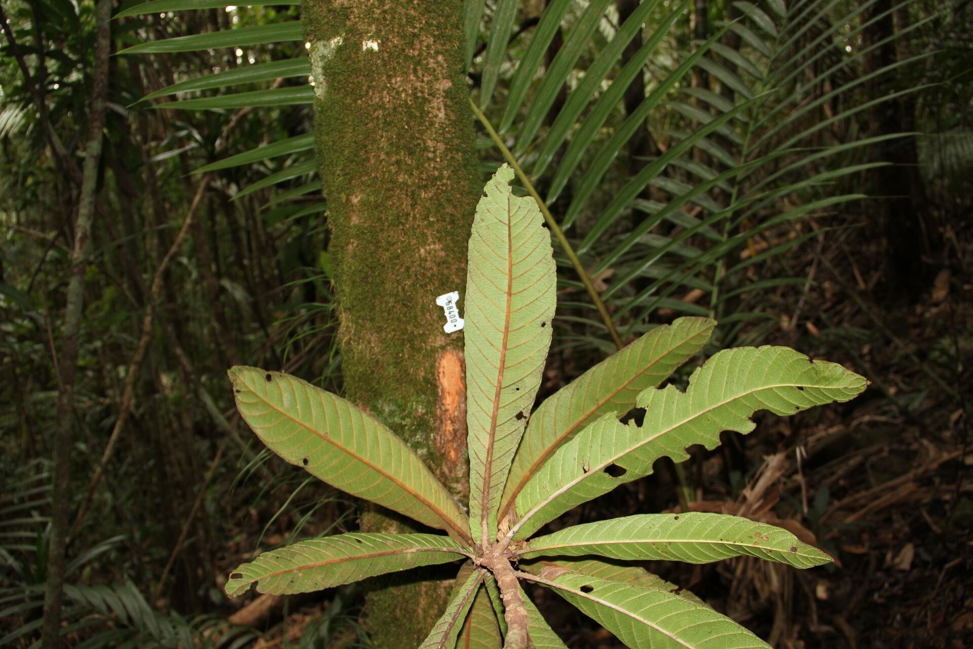 Pycnandra sessilifolia leaf