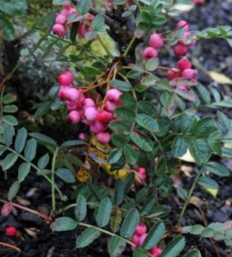 Sorbus reducta — houseplant care guide