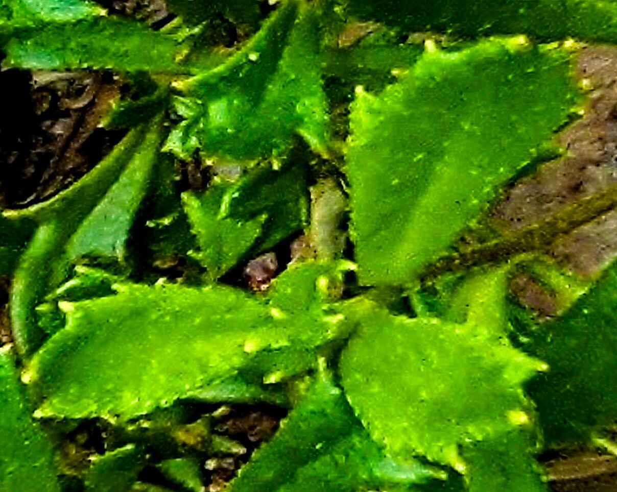 Scaevola albida — related species from the same genus