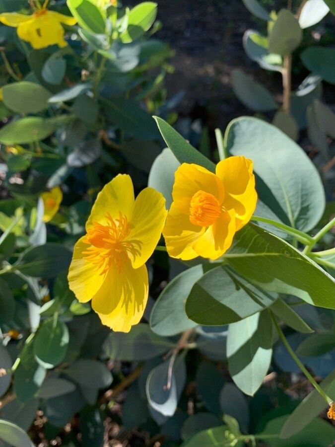 Dendromecon harfordii flower