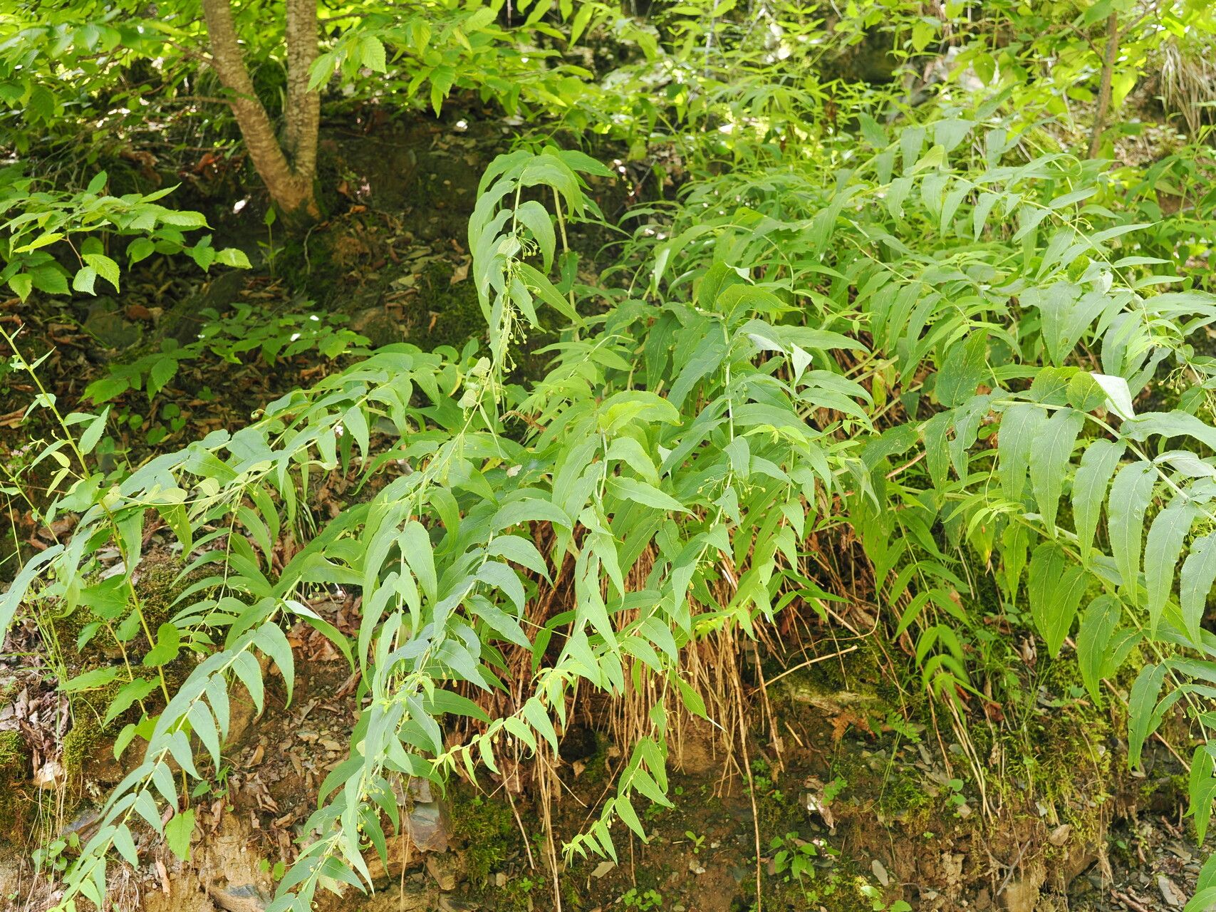 Scrophularia lateriflora habit