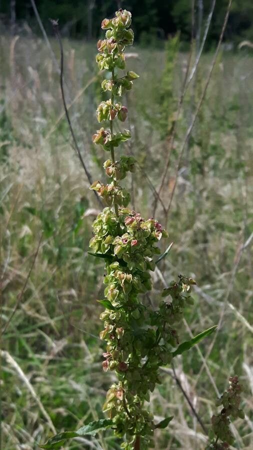 Rumex aquitanicus fruit