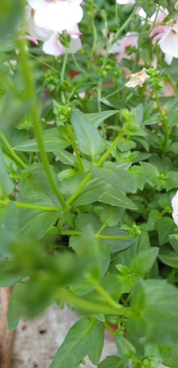 Diascia rigescens leaf