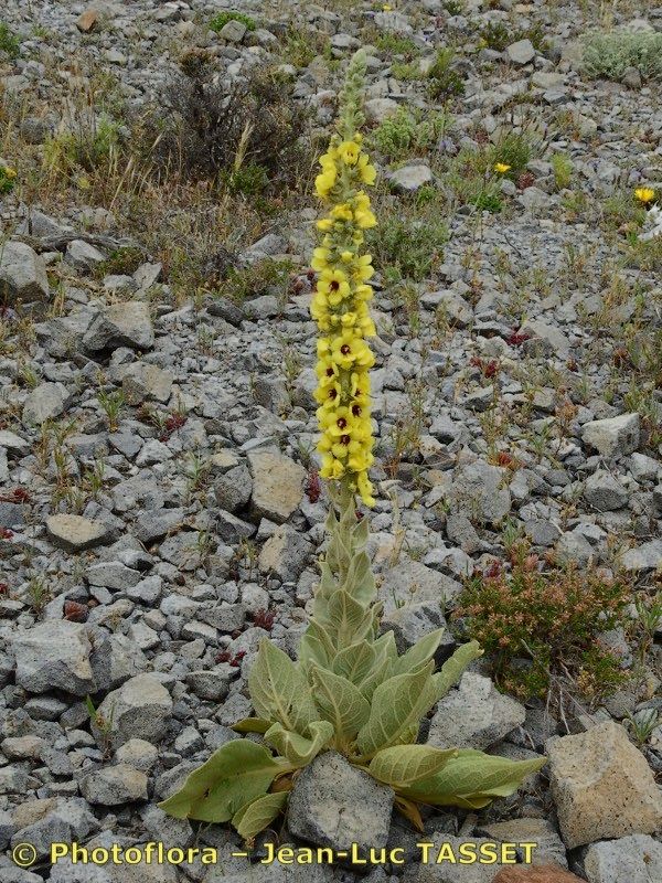 Verbascum charidemi habit