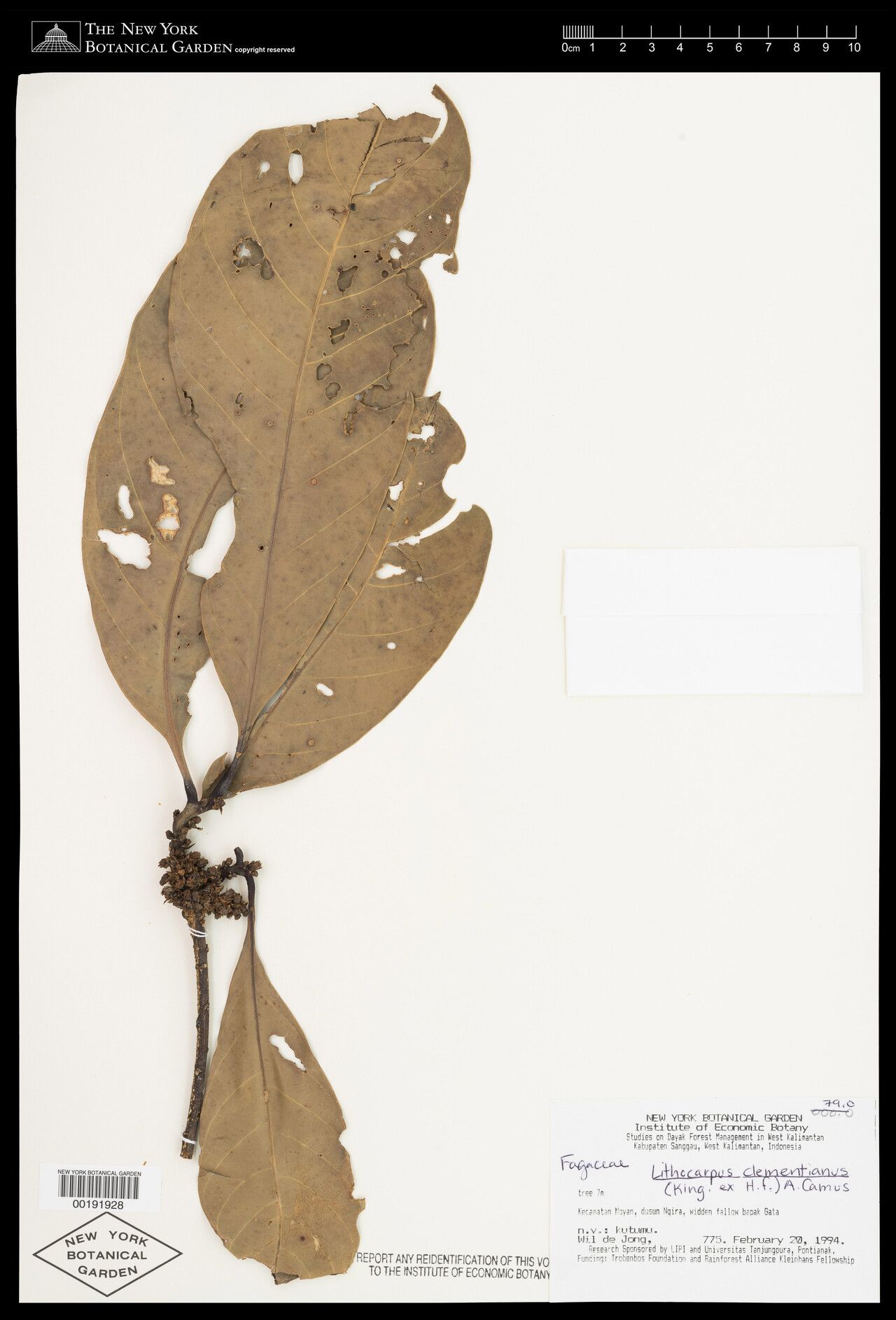 Lithocarpus clementianus — search result for 'Lithocarpus'