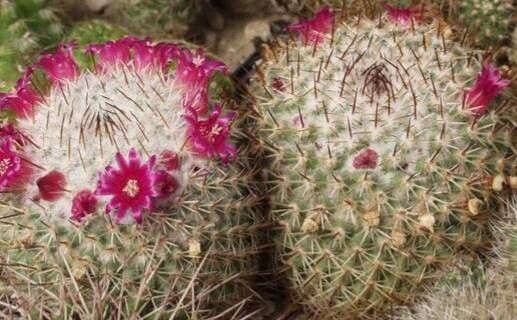 Mammillaria muehlenpfordtii flower